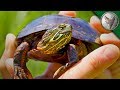 Florida softshell turtles: Aquatic Weirdo Savants - YouTube