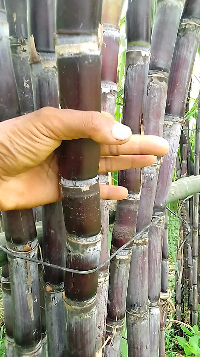 satisfying black sugarcane #farmy #viral #shorts #youtubeshorts #blacksugarcane