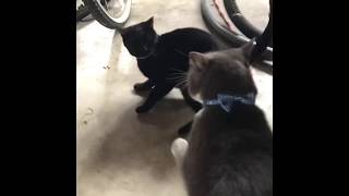 my cats by Momo 348 views 5 years ago 20 seconds
