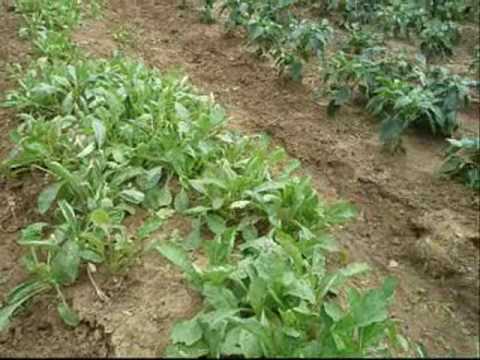 Vegetable farming at Barangay Pajo, Alimodian