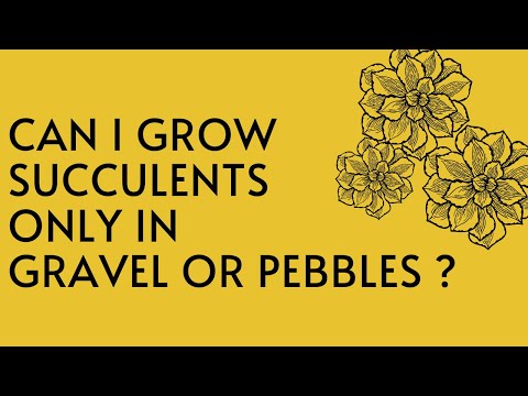 Can Succulents Grow In Pebbles