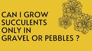 Succulent Faq 1 Can I Grow Succulents Only In Gravel Or Pebbles ?
