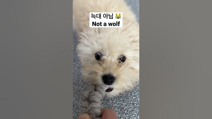 댕댕아 너 늑대 아니야 You are not a wolf, doggy! #shorts