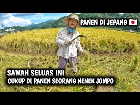 PANEN PADI DI JEPANG ‼️ ternyata seperti ini cara orang jepang panenan