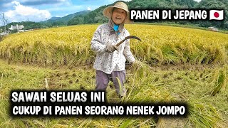 PANEN PADI DI JEPANG ‼ ternyata seperti ini cara orang jepang panenan