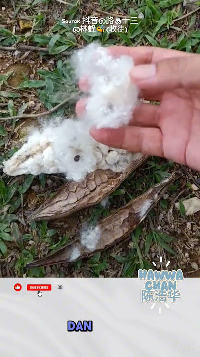 hati-hati ya jangan sampe tertelan kapuk