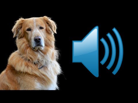 Video: Adresați-vă unui veterinar: Cât de des ar trebui să-mi bat câinele?