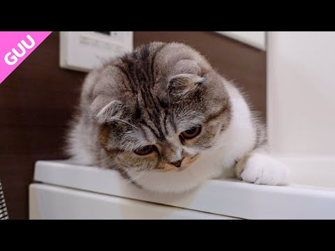 トイレを洗われて心配しちゃう猫［スコティッシュフォールド］