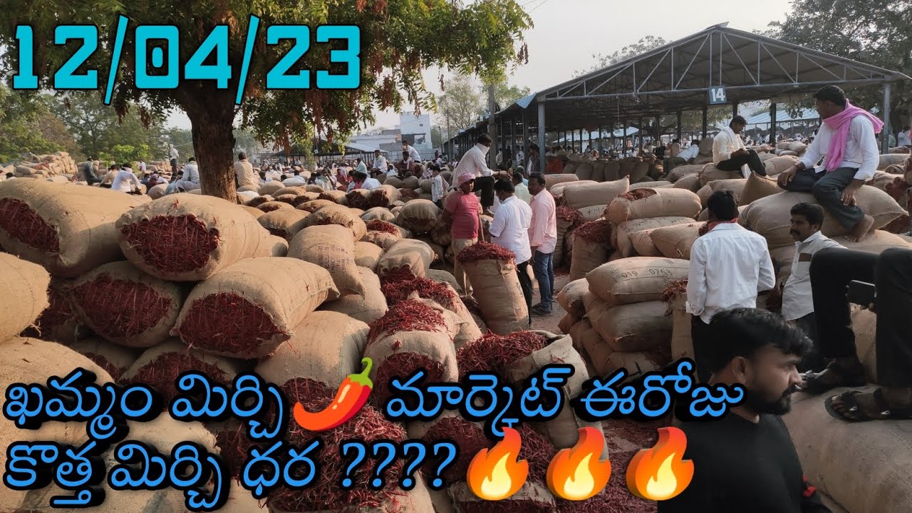Khammam Mirchi Market Rate Today 12/04/23 ఖమ్మం మిర్చి మార్కెట్ ధర