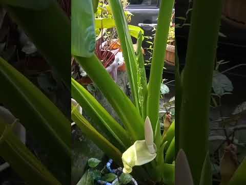 Amazing Flower of Elephant Ear Plant in our Backyard #shorts #plants