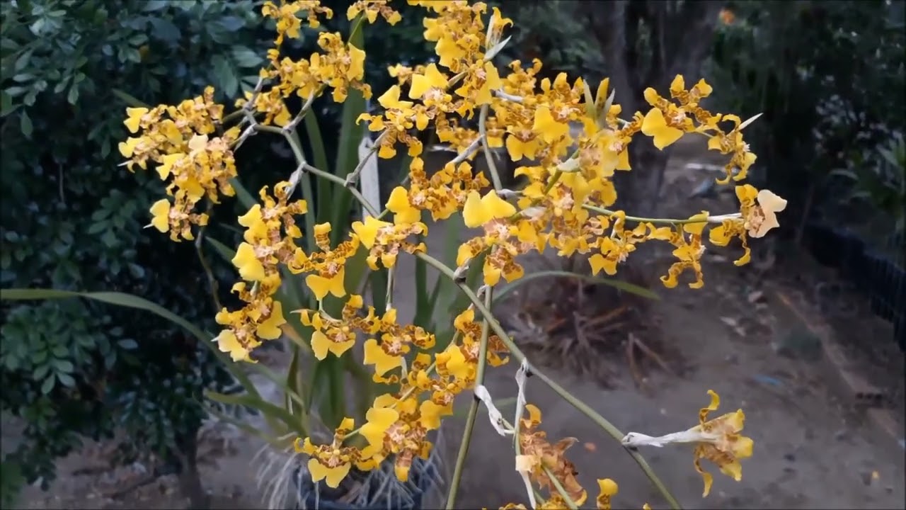 ORQUÍDEA ONCIDIUM SPHACELATUM (orquídea dama-dançante) - thptnganamst.edu.vn