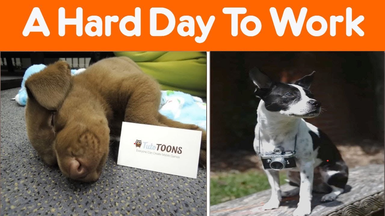 Funny Times That People Take Dogs To Work YouTube funny-times-that-people-take-dogs-to-work-youtube