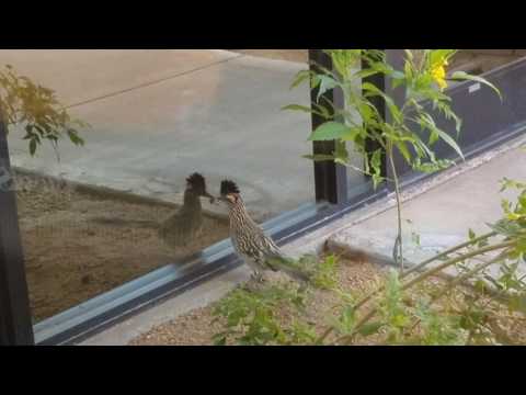 Mr. Roadrunner flaunts his latest bug at his reflection