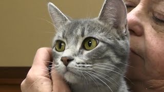 Silver Bell - Sioux Falls Animals Available for Adoption on Wet Nose Wednesday