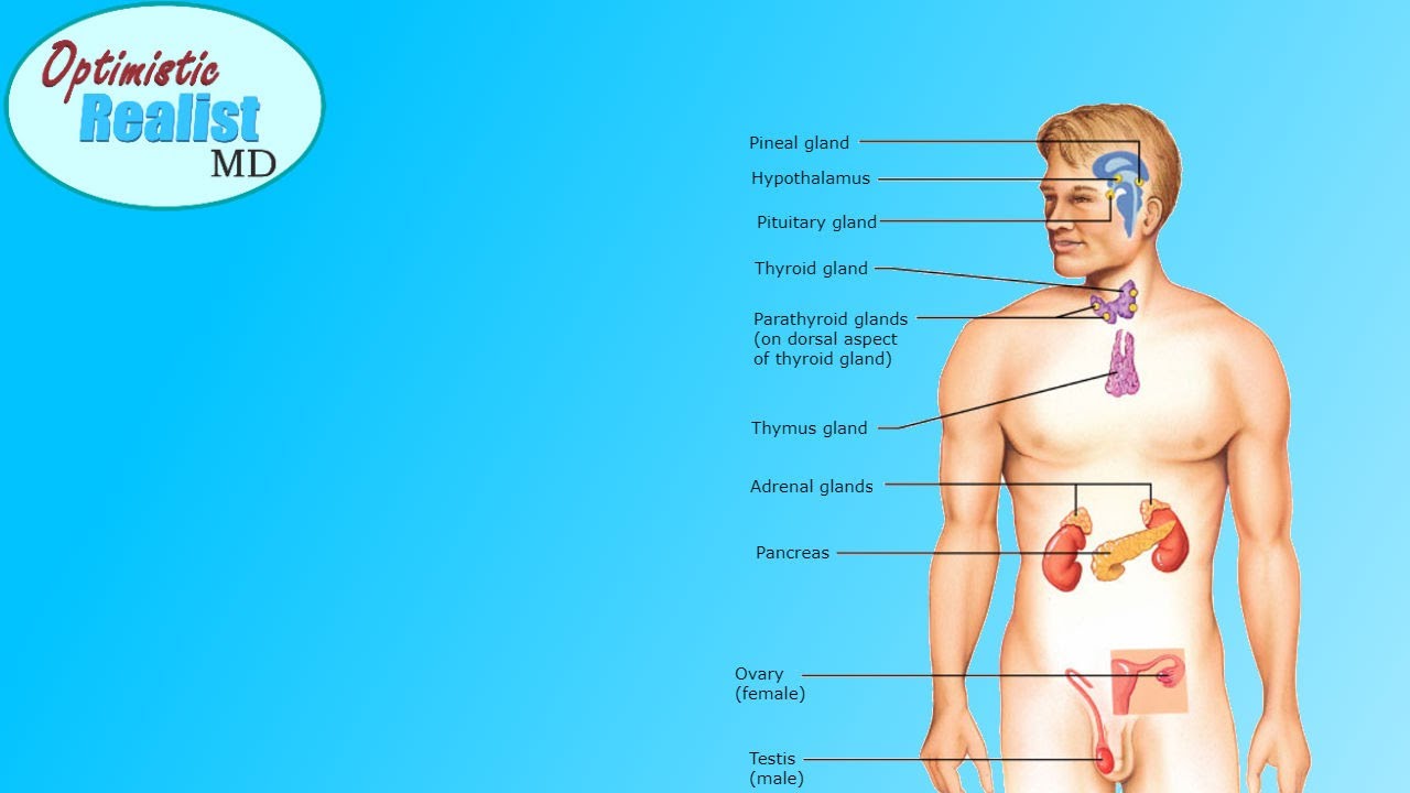 #9: Hormones 101: What are hormones?
