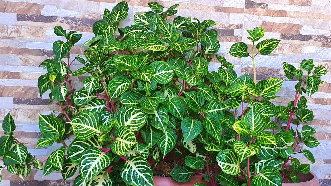 نبات أرسين أو زينو منو أو دم الغزال وكيفية العناية به