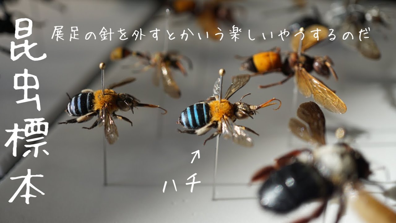 昆虫標本】人生で1番楽しい展足の針を外すとかいうやつをやる。 - YouTube
