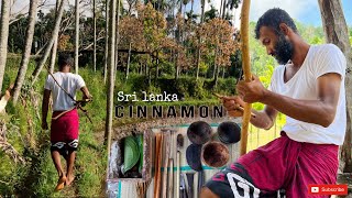 How To Make Cinnamon | කුරුදු කර්මාන්තයේ අග මුල සොයා කදුකරයට #cinnamon