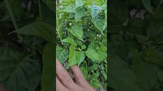 Quieres plantas saludables llenas de fruto sin mucho riego y anonado?