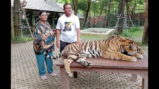 Played With Real Tiger | InTiger Kingdom Phuket | Thailand 2023