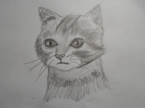 how to draw a realistic cat: Speed Drawing (Narrated ) - YouTube