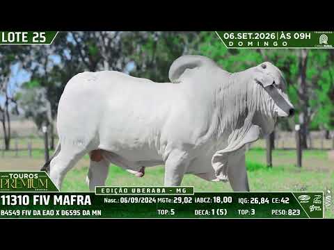LOTE 25