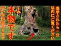 ⚠️もし見逃したら2度とありません。今まで耐え忍んだあなたの苦労が全てて報われます。幸せな良い事が次々と起こり始めます|夜明けの神社遠隔参拝131