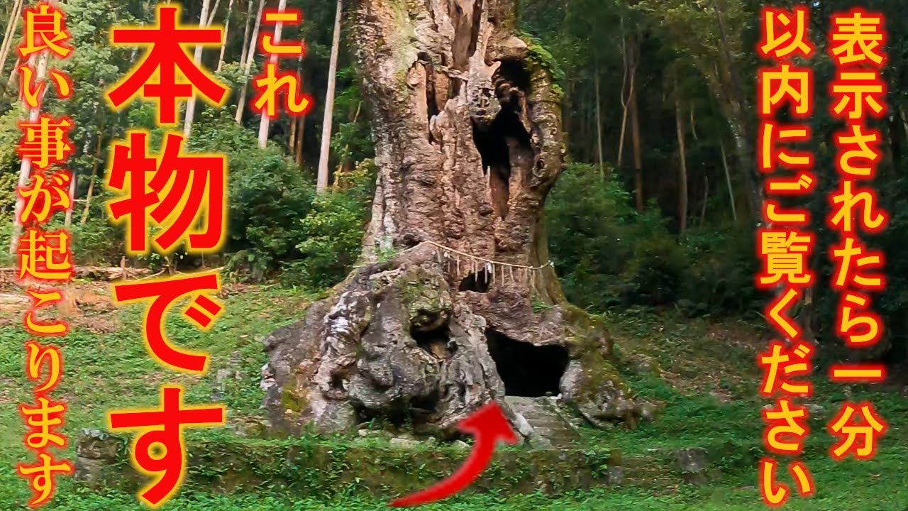 ⚠️もし見逃したら2度とありません。今まで耐え忍んだあなたの苦労が全てて報われます。幸せな良い事が次々と起こり始めます｜夜明けの神社遠隔参拝131