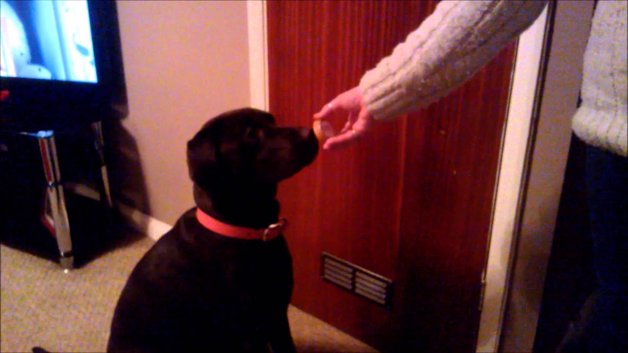 My dog likes lipbalm YouTube