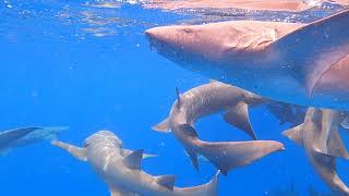 Information Swimming with Graceful Nurse Sharks | Incredible Snorkeling Adventure News