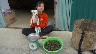 Poor girl. Skills to find and harvest snails underwater to sell - Green forest life