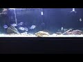 Moba frontosa colony 1/15/18