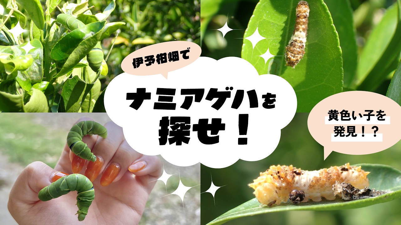 伊予柑畑でナミアゲハの幼虫を探してみた