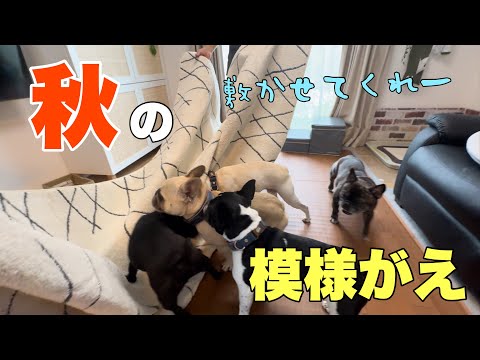 チャレンジ！元気なフレンチブルドックがワサワサいる中で模様替えはできるのか⁈
