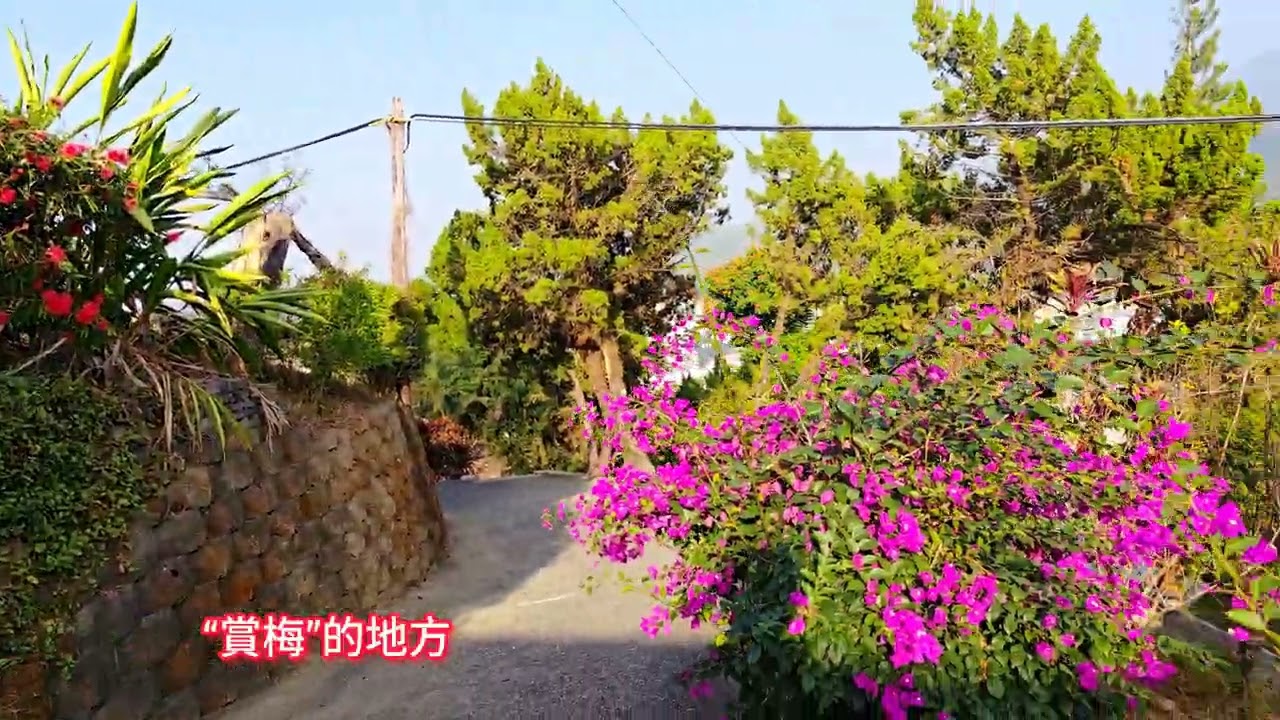 嘉義“梅山公園”賞梅記2026/1/8