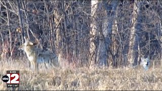 Year-round coyote hunting in Michigan begins Monday