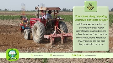 How does deep ripping improves soil and crops?