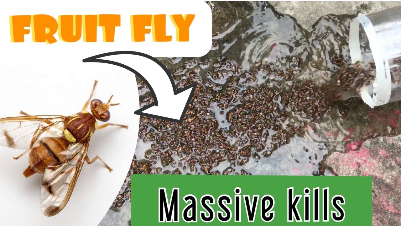 DIY Fruit Fly Trap YouTube