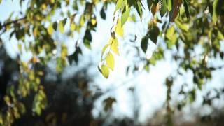 Видеофон Листья Деревьев