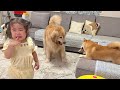 2歳児のピンチを察すると即座に助けに向かうゴールデンレトリバー