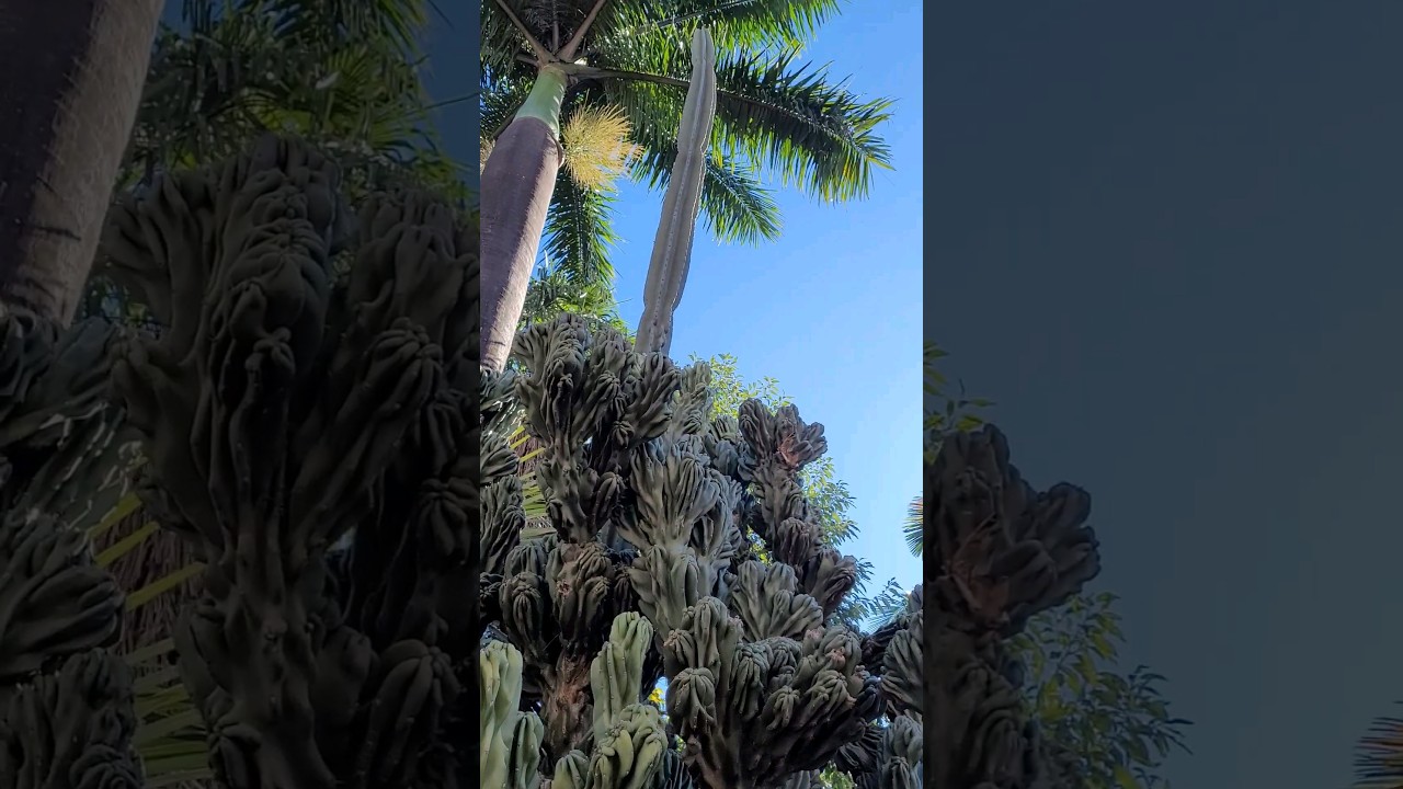 😍😍😍 Cacto Monstro! Magnífico 😍👏🙏 