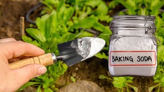 Baking Soda Magic Pesticide and Fungicide Spray