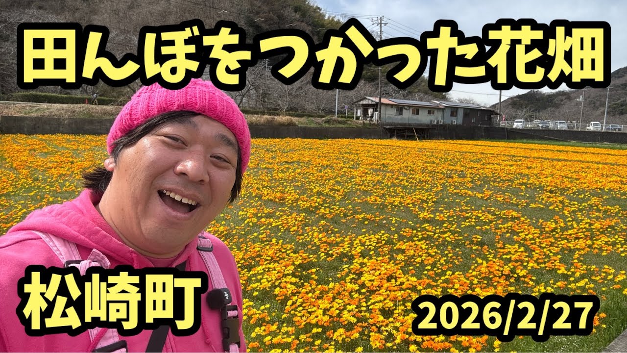 伊豆の花2026】 松崎町 田んぼをつかった花畑 アフリカキンセンカ