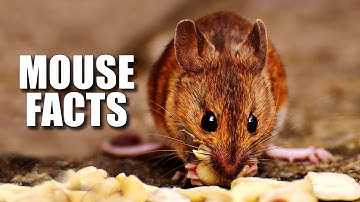 Mouse Facts: WHAT is a MOUSE? 🐁 Animal Fact Files