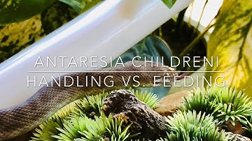 Handling vs. Feeding our Children’s Python