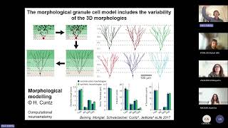 Degeneracy and Pareto Optimality: Towards Robust Biophysical & Morphological Models of Neurons
