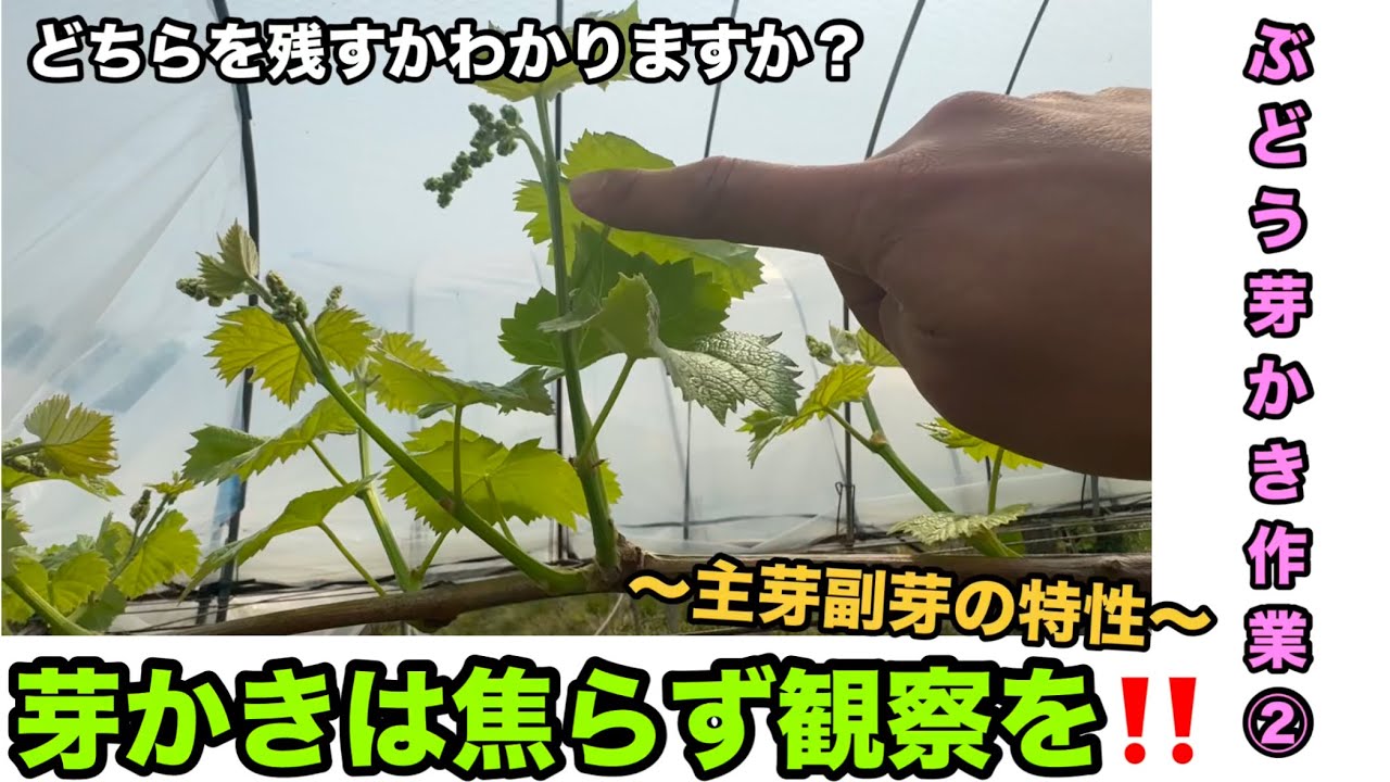 芽かきは焦らず観察を！！〜主芽副芽の特性etc紹介〜2025-04-19