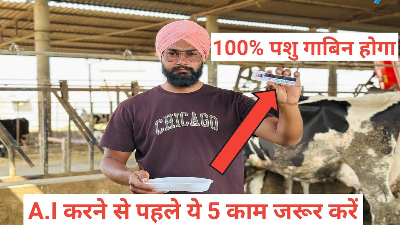 रपीटर गाय को गाबिन कैसे करें? A.I करने से पहले ये 5 काम जरूर करें। Repeater cow treatment।
