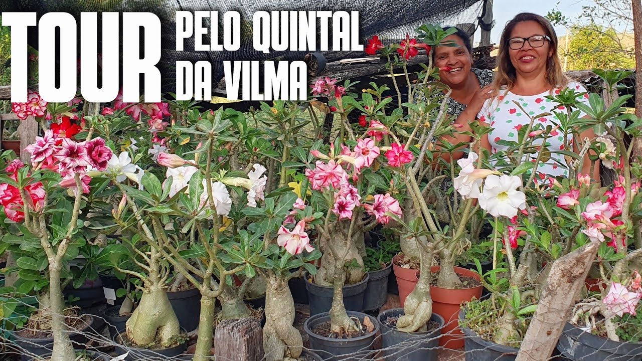 TOUR PELO QUINTAL DA VILMA: 52 ROSAS DO DESERTO FLORIDAS | ORQUIDEAS | QUINTAL DE ROÇA | DICAS