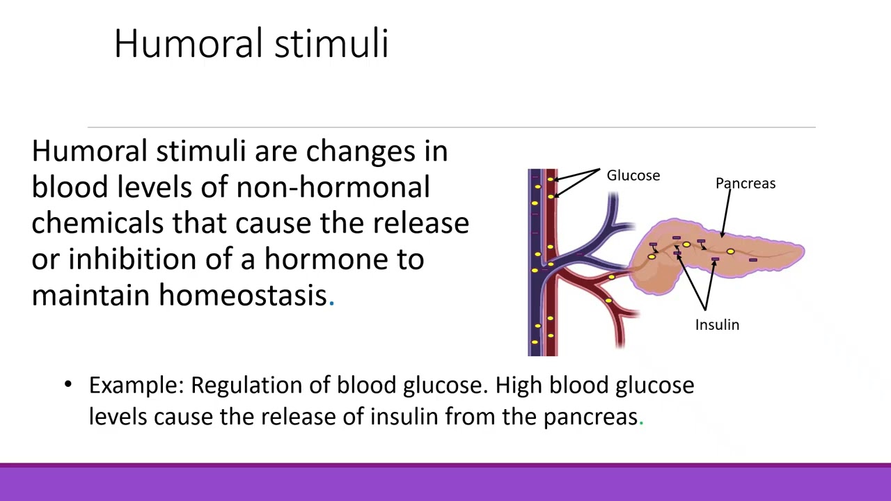 BIO 211 Chapter 16 Endocrine PPT Recording